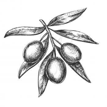 Agricultural Fresh Olive Tree Branch Ink Vector. Leaves And Olive Berries Organic Ingredient Mayonnaise Sauce, Element Canape And Caponata Salad. Designed Tree Detail Template Ink Illustration