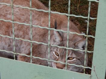 Lynx in a cage looks close-up