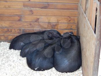 Pigs and wild boars in the aviary on the farm
