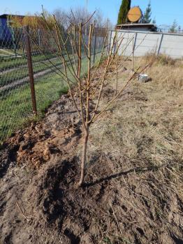 Planting young tree seedlings in autumn in the garden