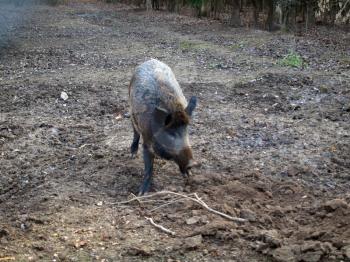 Boar are bred for hunting