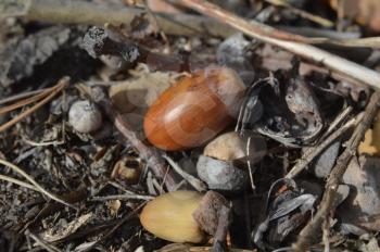 Oak acorns fallen in autumn in the forest
