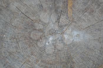 Texture of various wood species close-up