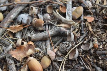 Oak acorns fallen in autumn in the forest