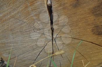 Texture of various wood species close-up