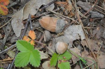 Cones of conifers and acorns in the forest