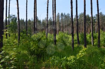 Landscapes of summer forest plants and trees