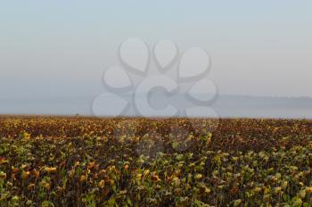 Morning haze on a field of sunflowers