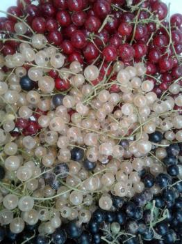 Berry currant harvesting