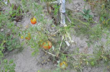 Spring harvest of tomatoes in the garden