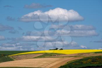 Rapeseed in the Rolling Sussex Countryside