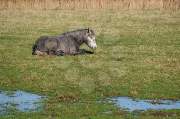 Horse laying on the grass at Southease in East Sussex