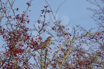 Fieldfare (Turdus pilaris) on a tree full of red berries at Southease in East Sussex