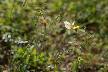 Southern Small White
(pieris mannii) Butterfly in Sigishoura Romania