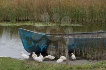 SULINA, DANUBE DELTA/ROMANIA - SEPTEMBER 23 : Domesticated ducks by a rowing boat in Sulina Danube Delta Romania on September 23, 2018