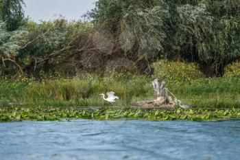 Great White Egret (egretta alba) and Grey Heron (ardea cinerea) in the Danube Delta, Romania