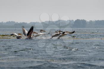 Great White Pelicans (pelecanus onocrotalus) flying over the Danube Delta