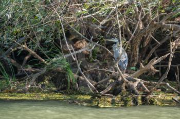 Grey Heron (ardea cinerea) in the Danube Delta, Romania