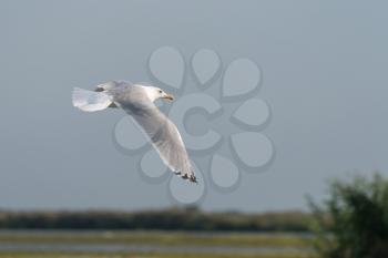 Seagull flying over the Danube Delta