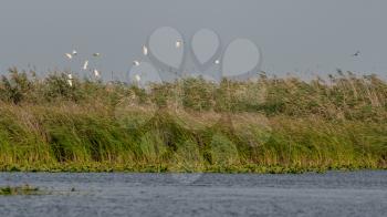 Great White Pelicans (pelecanus onocrotalus) flying over the Danube Delta