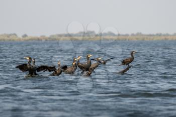 Great Cormorants (phalacrocorax carbo) in the Danube Delta
