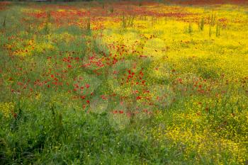 A field of spring flowers in Castiglione del Lago