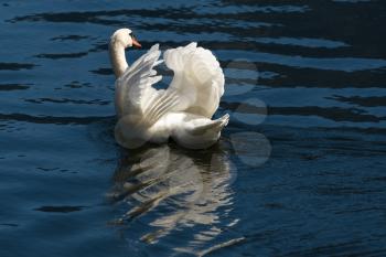 Sunlit Mute Swan on Lake Hallstatt