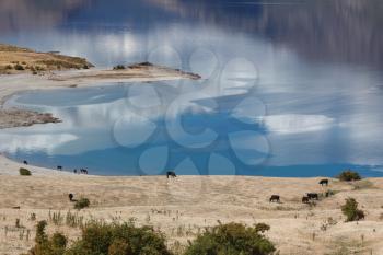 Cattle grazing on the land surrounding Lake Hawea