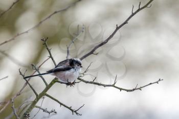 Long Tailed Tit Feeling the Cold