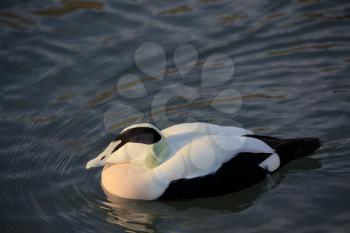 European Eider Duck (Somateria mollissima mollissima)
