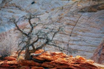Dead Tree on a Rocky Outcrop in Zion