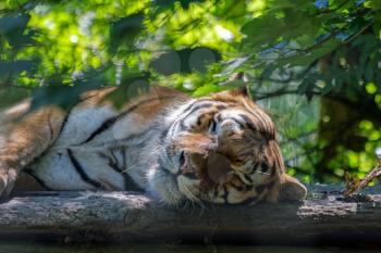 Bengal Tiger (Panthera tigris tigris) sleeping