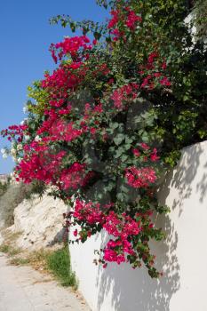 Red Bougainvillea (Bougainvillea glabra) Flowering in Cyprus
