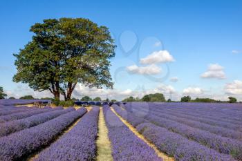 A Shady Place in a Field of Lavender