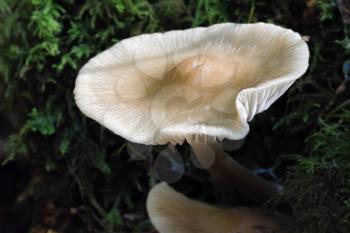 Bonnet Mycena Fungus (Mycena galericulata)