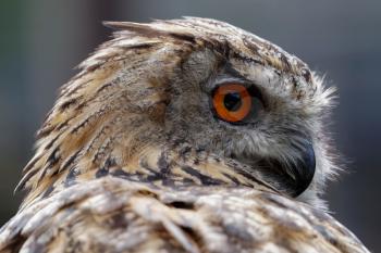 Eurasian Eagle-Owl (Bubo bubo)