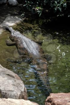 Tomistoma (Tomistoma schlegelii) resting in a pool at the Bioparc Fuengirola