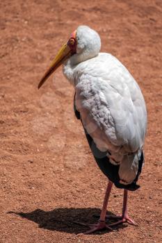 Yellow-Billed Stork (Mycteria ibis) at the Bioparc in Fuengirola