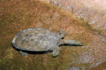 Turtle Swimming at the Bioparc Fuengirola