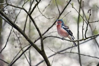 Chaffinch Singing His Heart Out