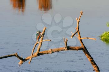 Kingfisher (Alcedo atthis) at Rainham Marshes
