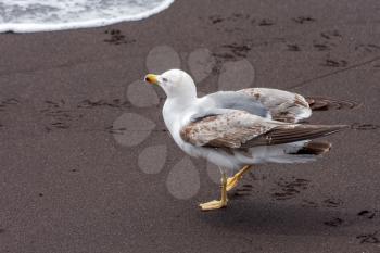 Common Gull (larus canus) juvenile on a beach in Funchal Madeira Portugal