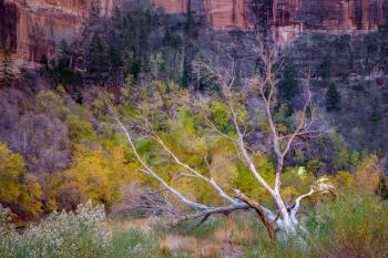 Dead Tree in Zion National Park