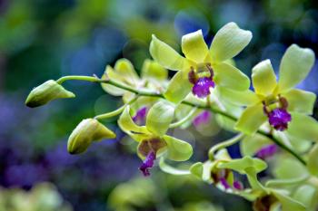 Dendrobium Jean Chretien (Dendrobium Mak See X Dendrobium Anching Lubag)