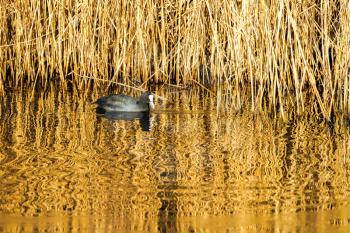 Coot Swimming in Golden Reflections