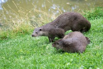 Eurasian Otters (Lutra lutra) on the Riverbank