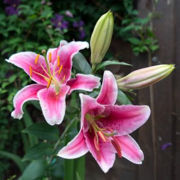 Pink Spotted Lily Flowering in Sussex
