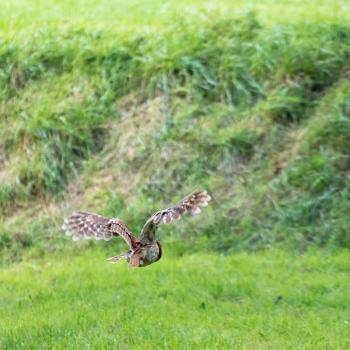 Tawny Owl (Strix aluco) in Flight