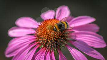 Bee on an Echinacea