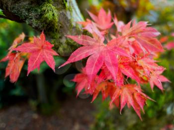 Japanese Maple (Acer palmatum) in Autumn Colours